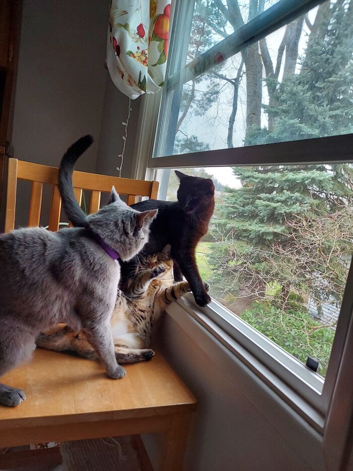 Olive (Little Instigator) Jumped On Northrups Head (Gray Cat) Then She Tried To Play Innocent And Hide Under Barley Bean (Black Cat)
