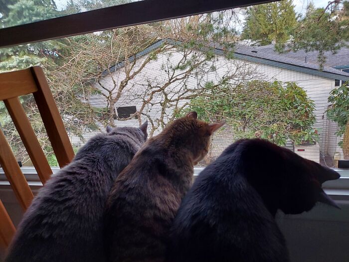 Birdies Watchers (Barley-Bean Looks Inside When Birds Go Out Of Eye Sight...he Thinks They Might Be On The Floor)