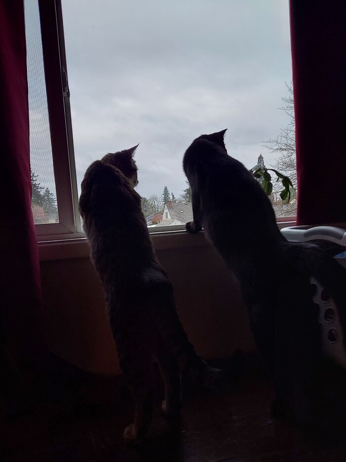 Watching The Garbage Truck Intently