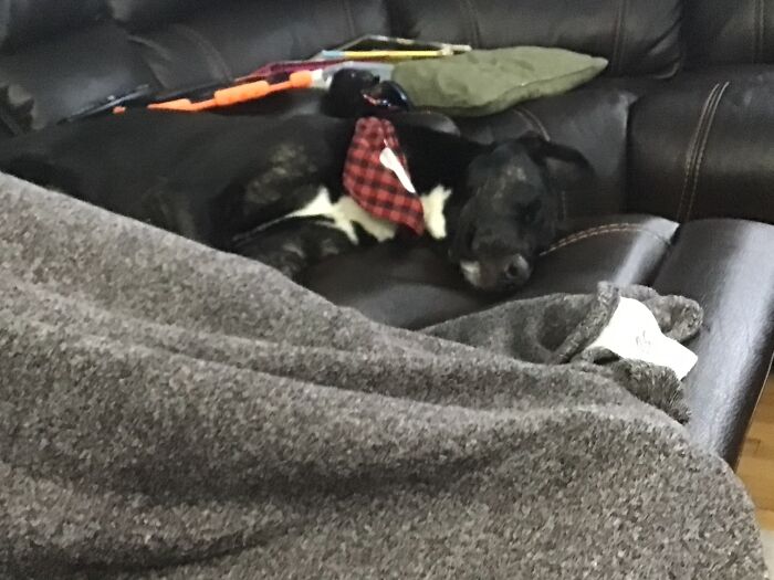 Don’t Ask What Breed She Is, I Can’t Tell You. It’s A Mystery