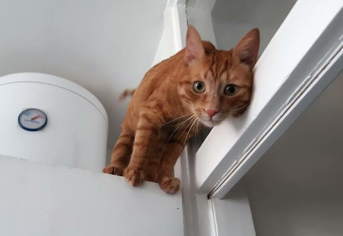 My Cat Watches Over Me While I Brush My Teeth,the Bathroom Is A Dangerous Place 🤣 English