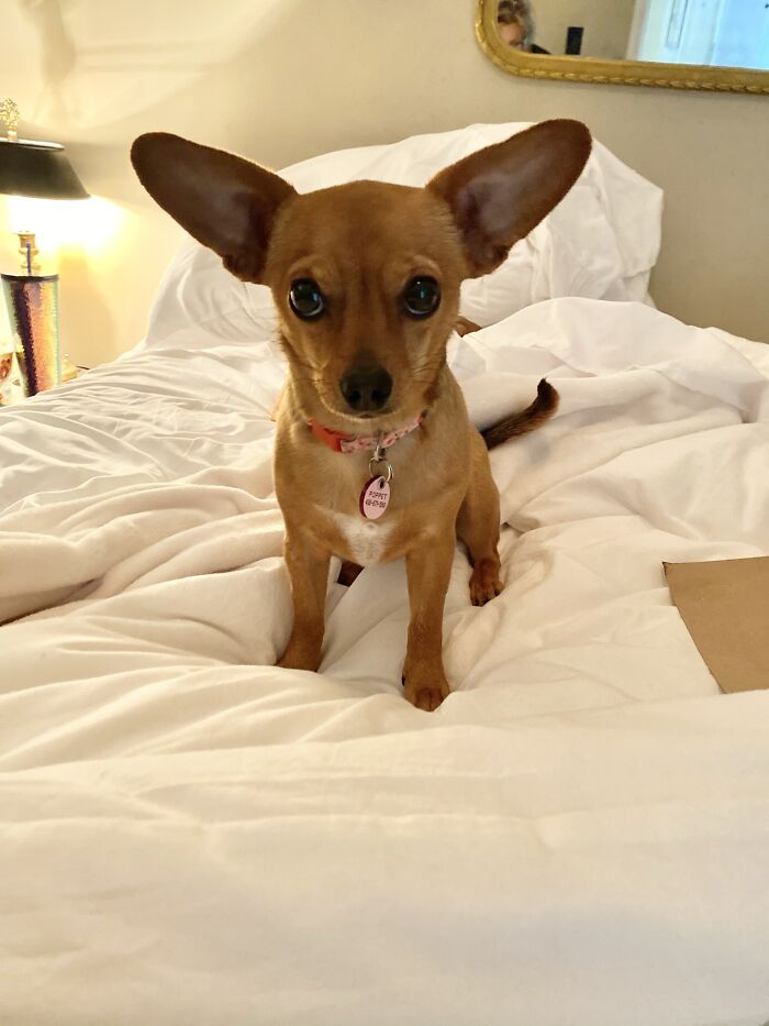 Poppet The Chiweenie