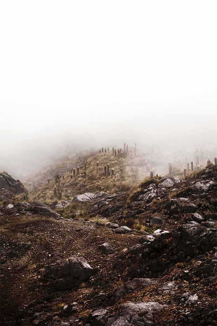 Plants And Fungi, Silver: Daniëlle Siobhán, The Netherlands