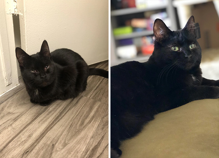 When I Got Her She Had Eye Infections, Constant Stomach Issues, And Was Lethargic. 2 Months Later She’s Healthy And Energetic Enough To Terrorize Me Every Day