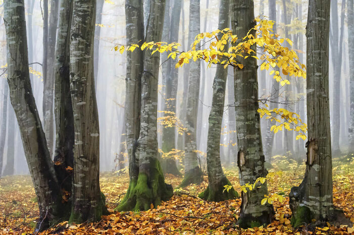 Plants And Fungi, Bronze: Susanna Patras, United States