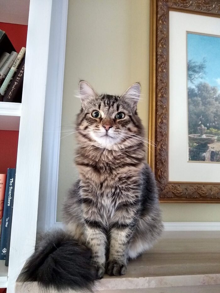 Cyrus, A Siberian Forest Cat