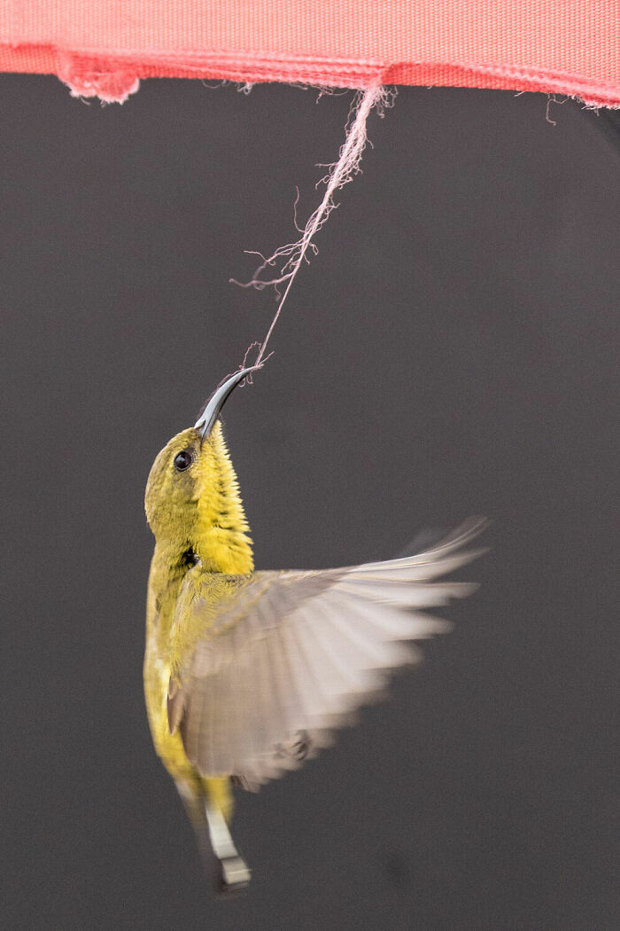 Urban Wildlife, Gold: Lawrence Worcester, United States