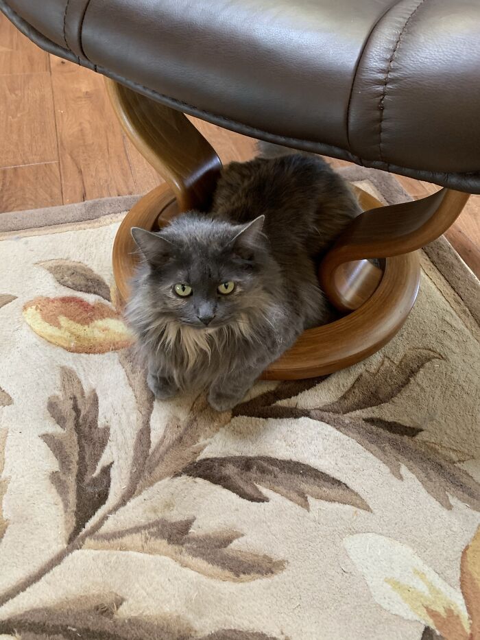 We Adopted Mia Just As Covid Began Our Year Of Isolation. She Rescued Us. She Is Very Sweet.