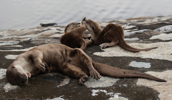 Urban Wildlife, Silver: Jocelyn Chng, Singapore