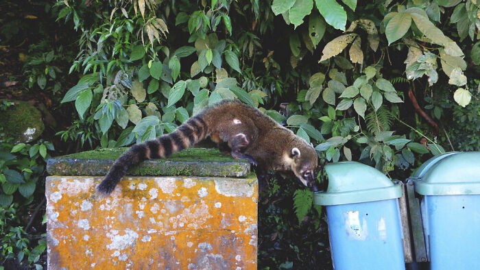 Urban Wildlife, Bronze: Adriana Rivas, Spain