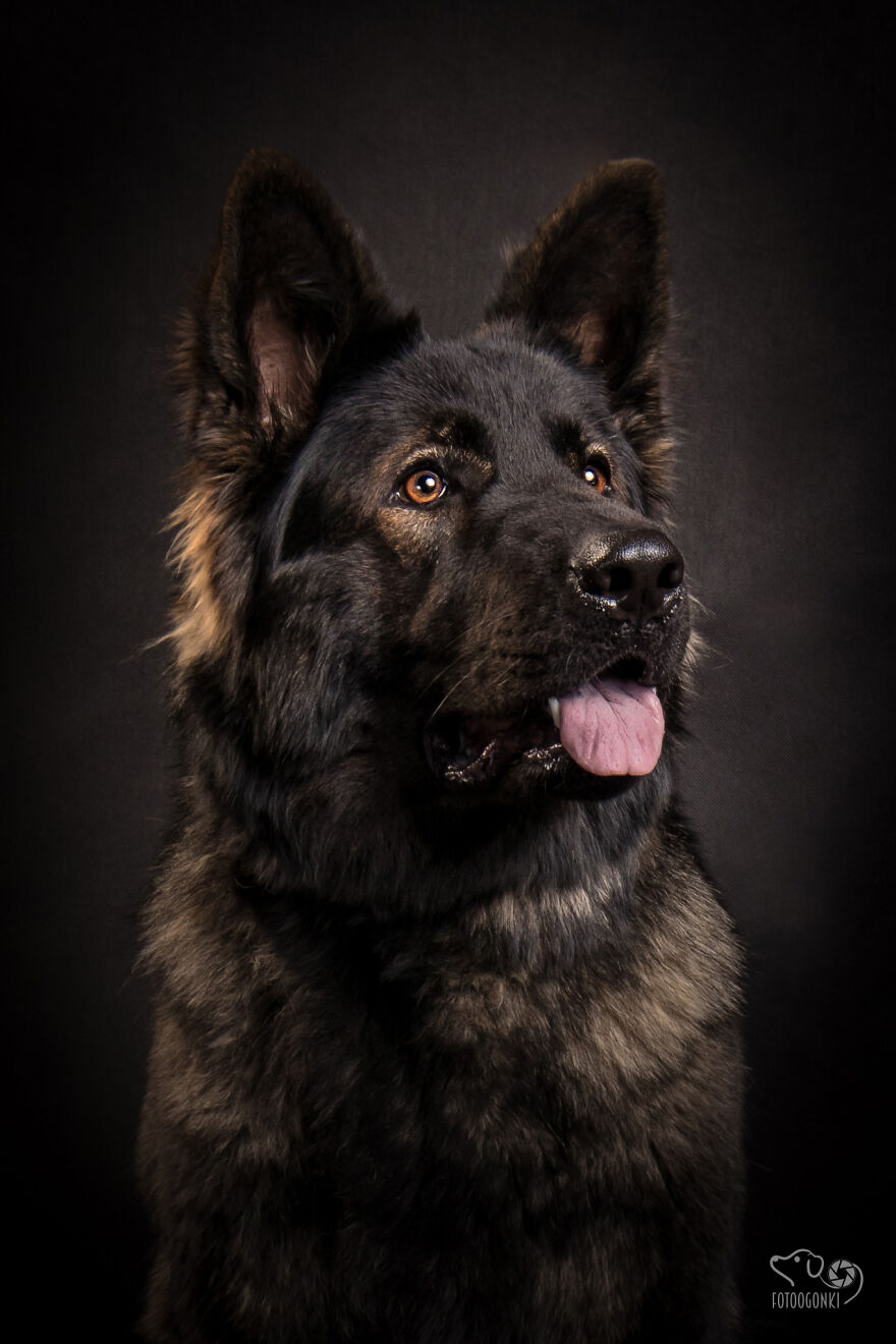 We Invited The Most Unique Models To Our Animal Photography Studio (19 Pics)