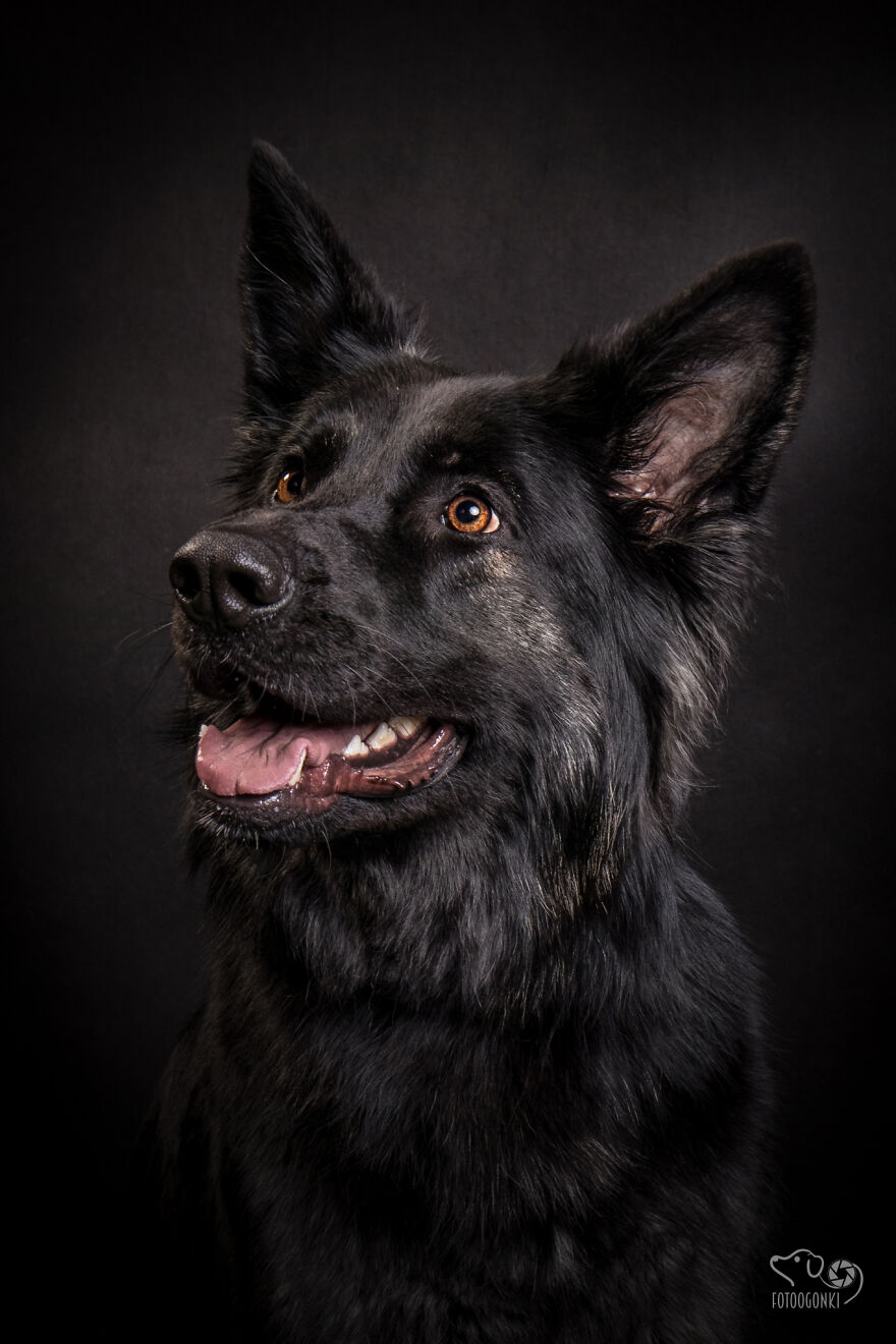 We Invited The Most Unique Models To Our Animal Photography Studio (19 Pics)