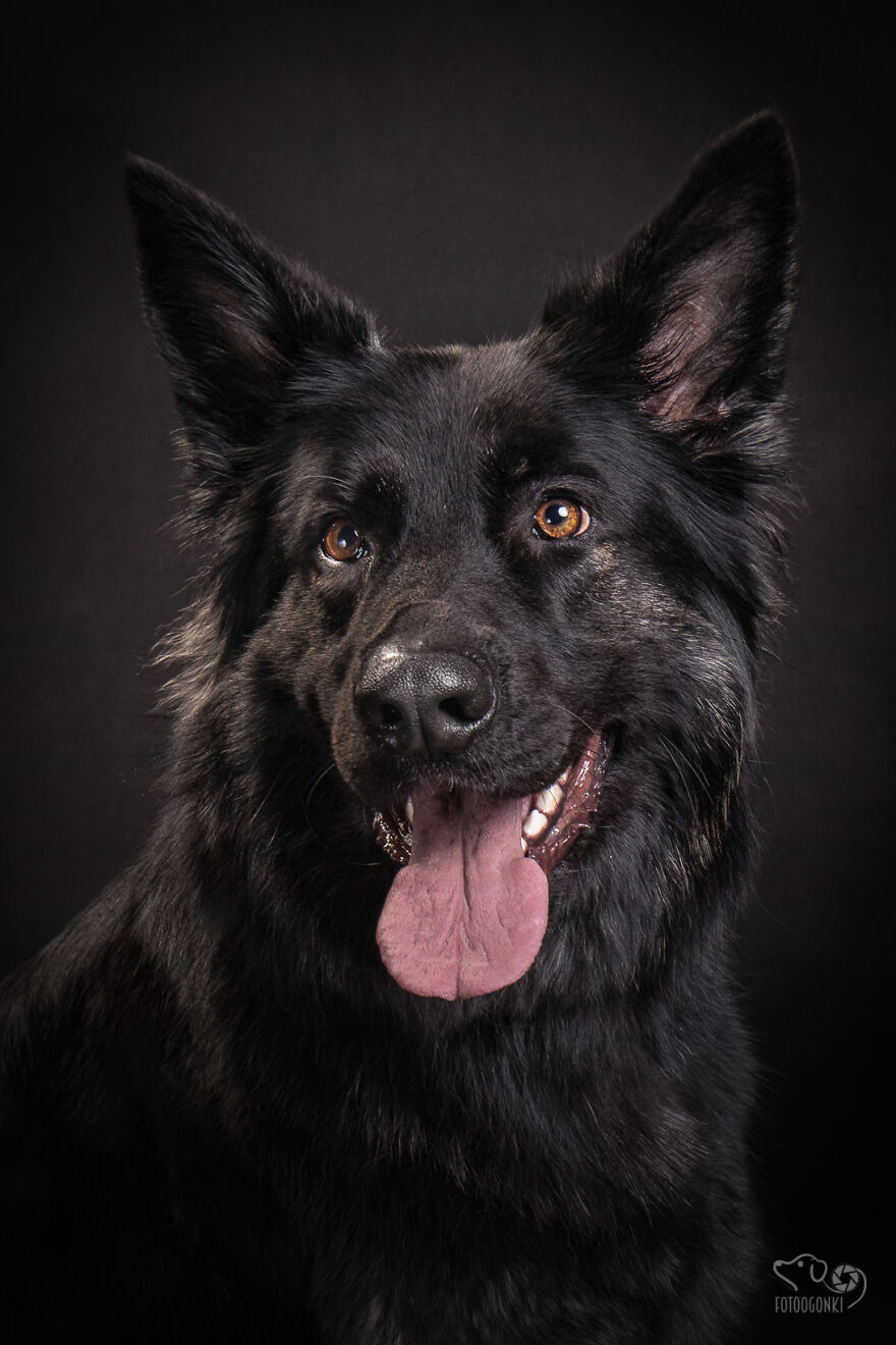 We Invited The Most Unique Models To Our Animal Photography Studio (19 Pics)