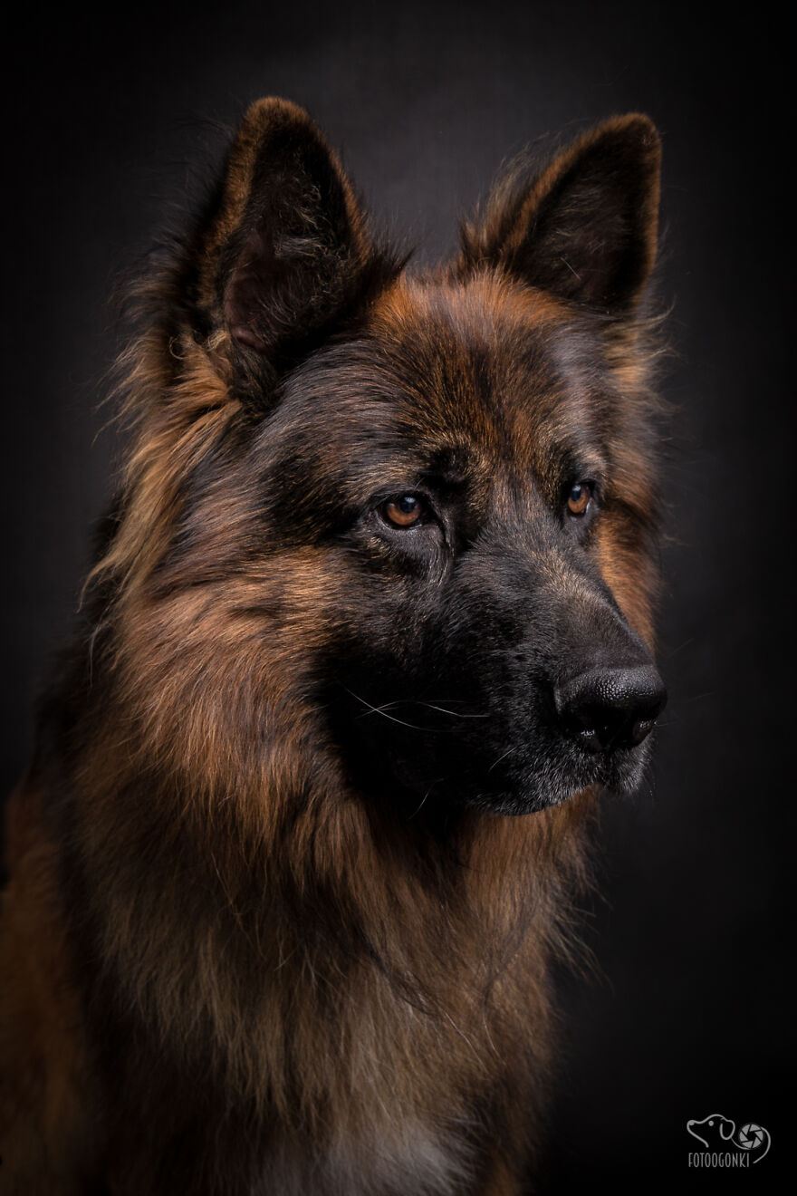 We Invited The Most Unique Models To Our Animal Photography Studio (19 Pics)