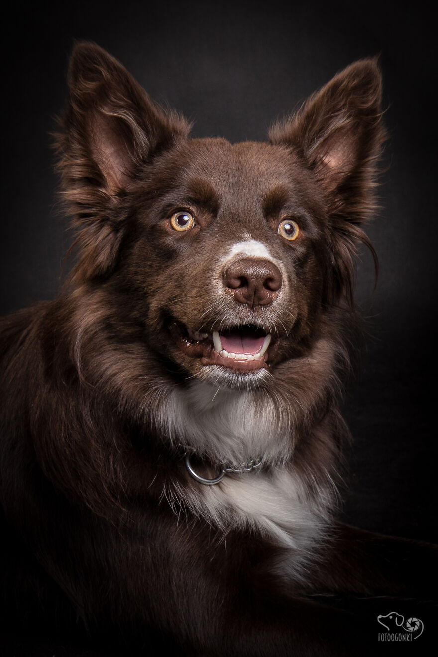 We Invited The Most Unique Models To Our Animal Photography Studio (19 Pics)