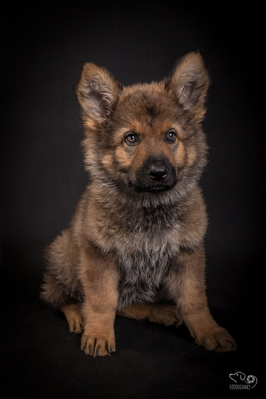 We Invited The Most Unique Models To Our Animal Photography Studio (19 Pics)