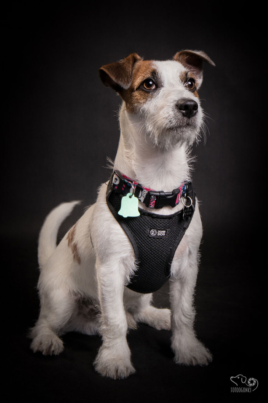 We Invited The Most Unique Models To Our Animal Photography Studio (19 Pics)