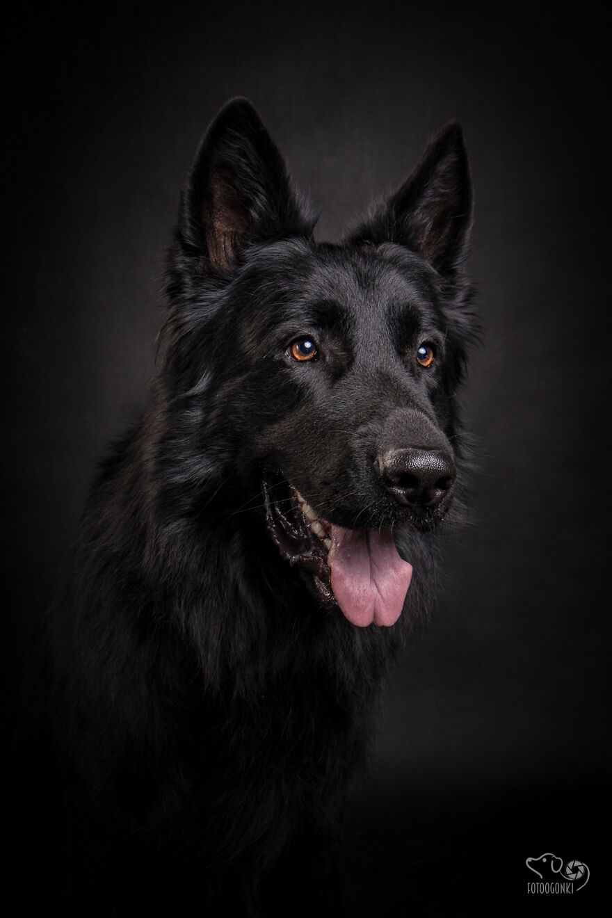 We Invited The Most Unique Models To Our Animal Photography Studio (19 Pics)