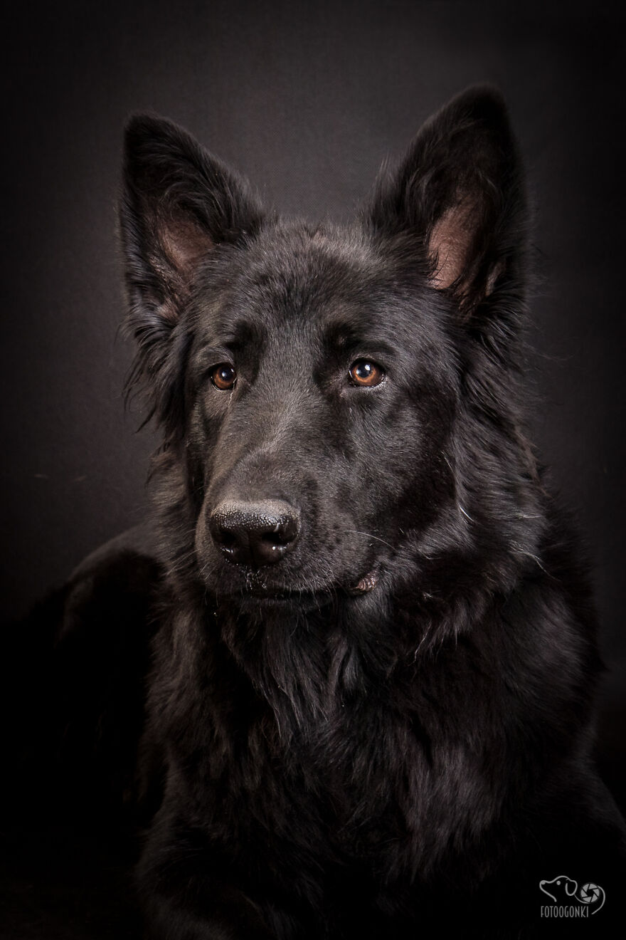 We Invited The Most Unique Models To Our Animal Photography Studio (19 Pics)