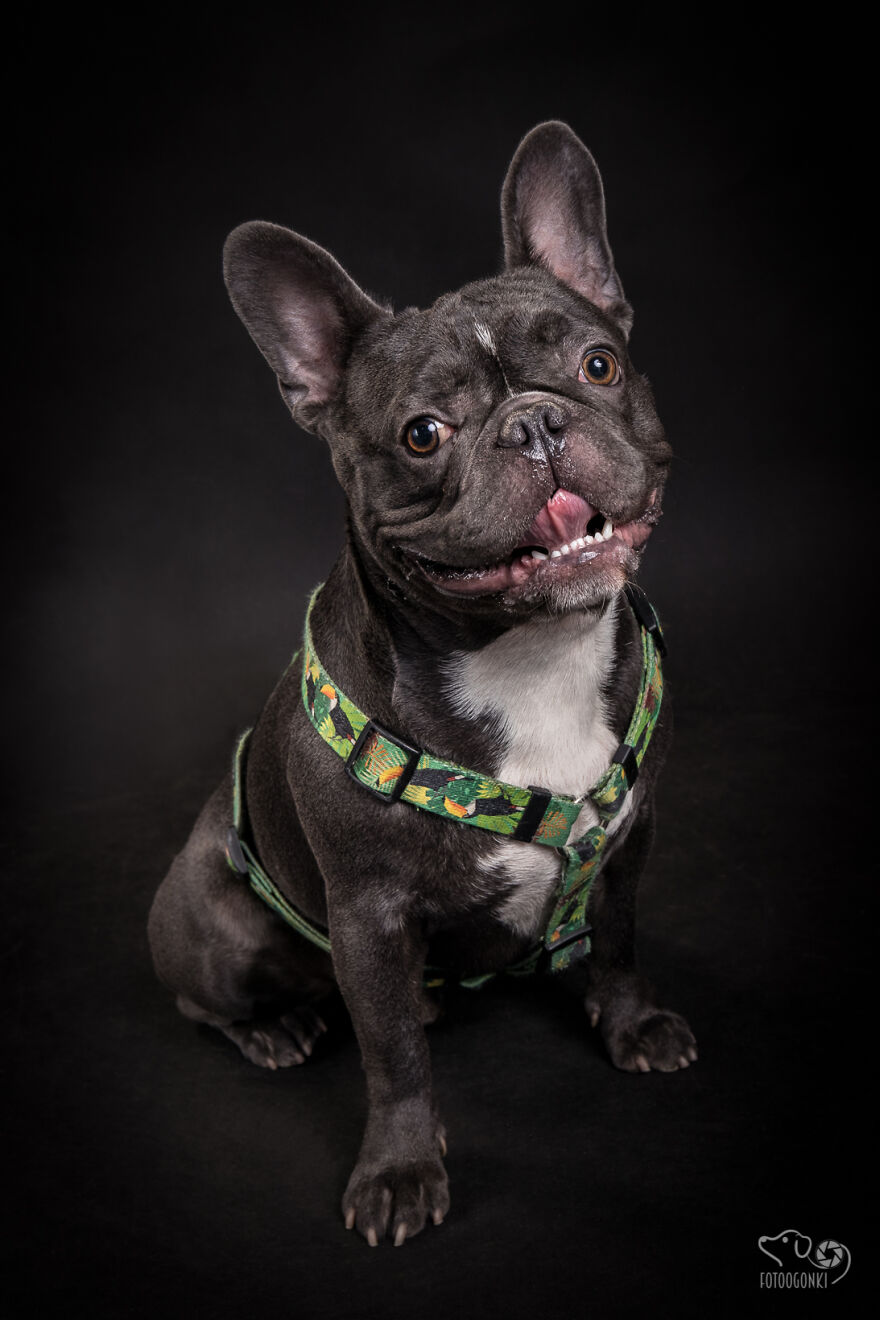 We Invited The Most Unique Models To Our Animal Photography Studio (19 Pics)