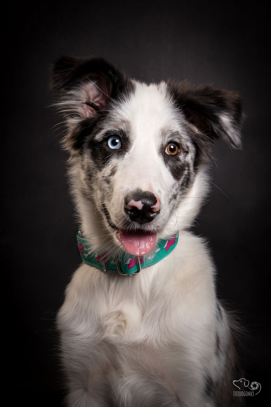 We Invited The Most Unique Models To Our Animal Photography Studio (19 Pics)