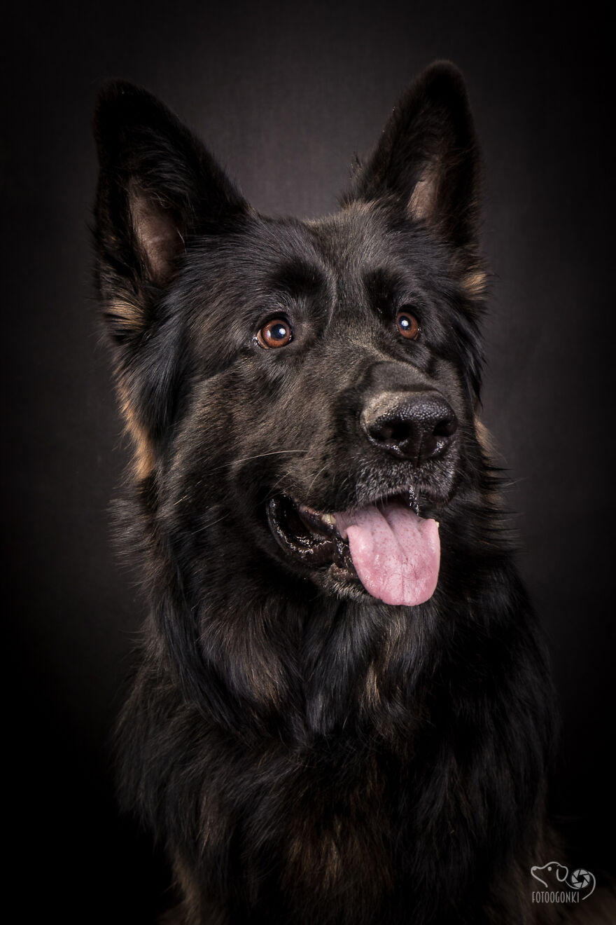 We Invited The Most Unique Models To Our Animal Photography Studio (19 Pics)