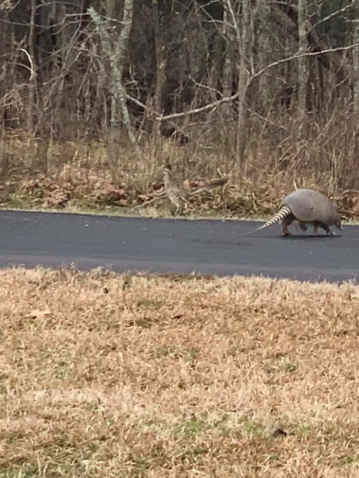 Dillo Crossing The Road. Bonus Point If You Spot The Road Runner
