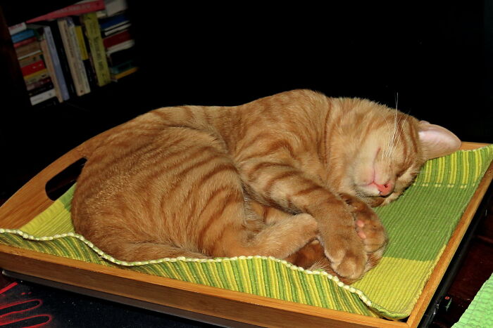 Of Course, He Sleeps On The Laptop Keyboard In The Tray He Appropriated😊