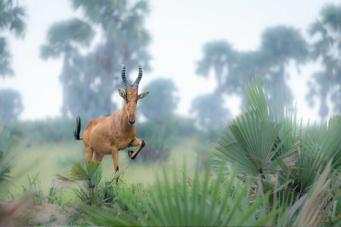 Animals In Their Habitat, Bronze: Arlette Magiera, Germany