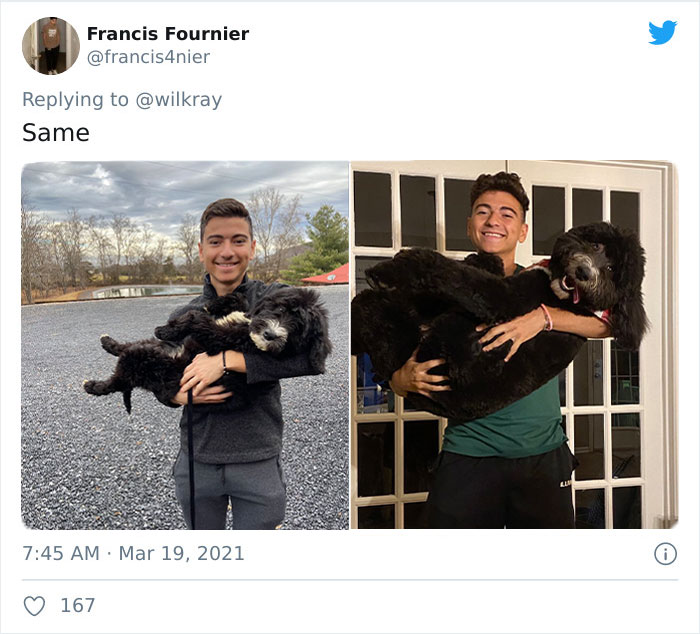 In A New Flash Mob On Twitter, Owners Have Fun With Photos Of Their Dogs As Puppies And How They Are Today