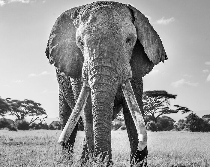 Black And White, Gold: Harry Skeggs, United Kingdom