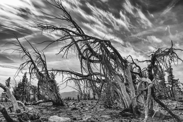 Black And White, Silver: Robert Nowak, United States