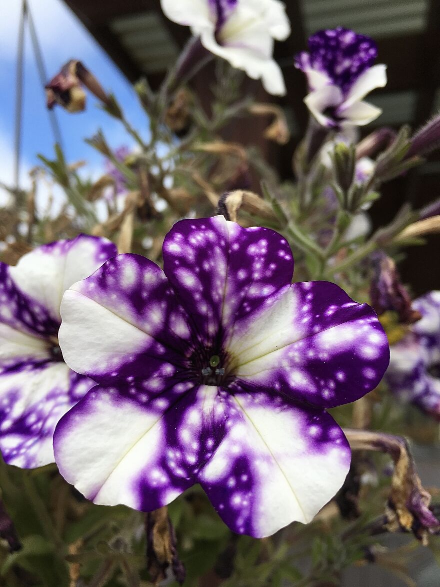 Wildlife Photography Wildlife Photography