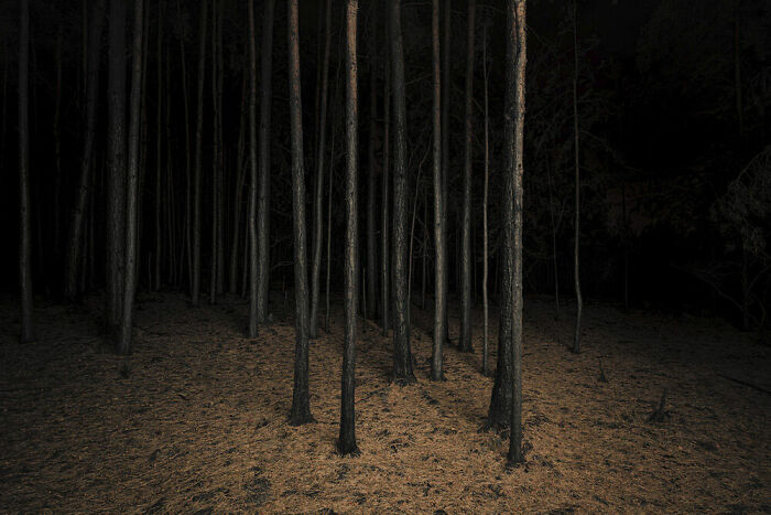 Nature Art, Silver: Jasper Goodall, United Kingdom