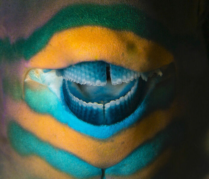 Nature Art, Bronze: Pavlos Evangelidis, Greece