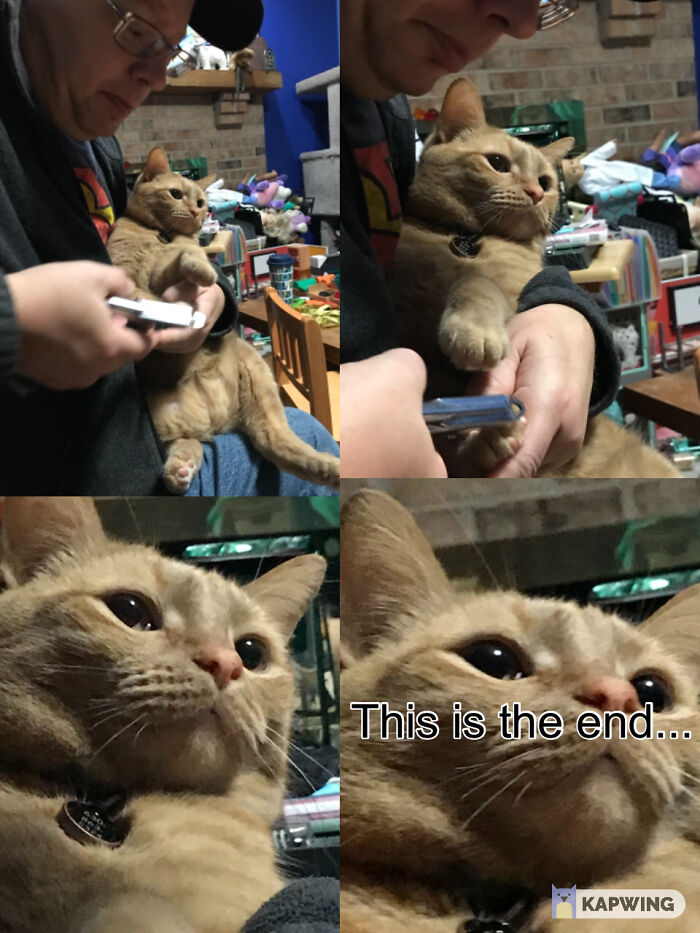 My Other Cats’s Claws Being Clipped