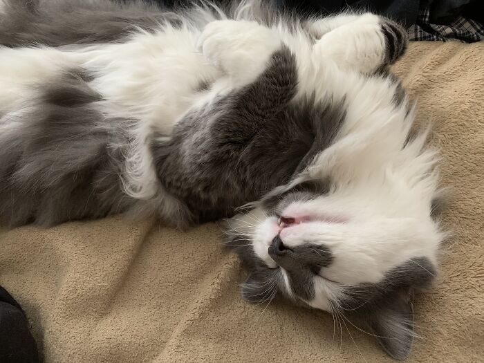 Not Dead Just Napping