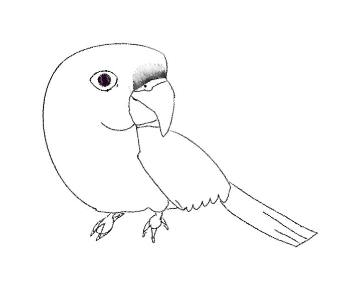 A Sketch Of My Bird/He's A Maroon-Bellied Conure.