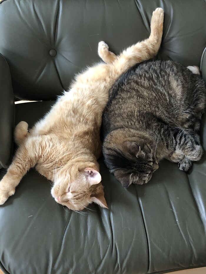 Sarah (After Sarah Vaughn) And Nina (After Nina Simone). We Have Always Had Jazz Cats.