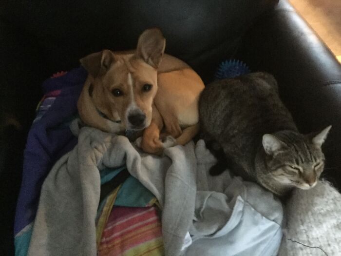 Bee The Puppy And Forrest The Cat