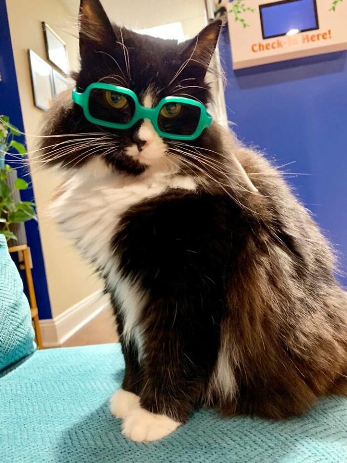 Truffles The Cat Helps Kids Feel Comfortable With Fearing Glasses When They Go To Optometrist Truffles The Cat Helps Kids Feel Comfortable With Fearing Glasses When They Go To Optometrist