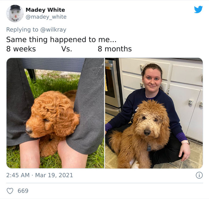 In A New Flash Mob On Twitter, Owners Have Fun With Photos Of Their Dogs As Puppies And How They Are Today