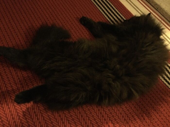 In Front Of The Fire, After A Busy Day.