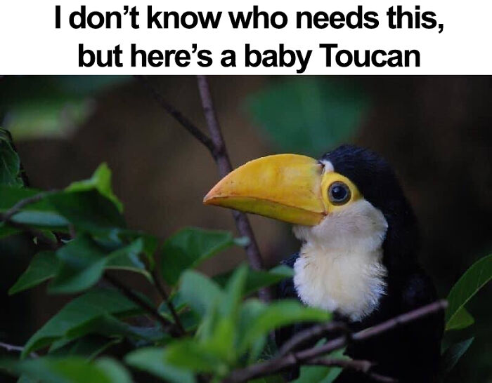 Wholesome-Heartwarming-Memes