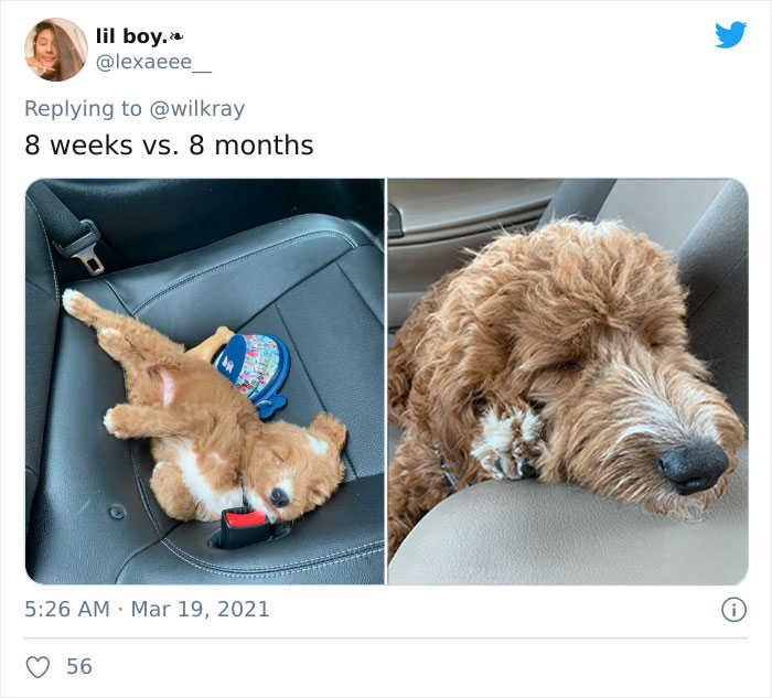 In A New Flash Mob On Twitter, Owners Have Fun With Photos Of Their Dogs As Puppies And How They Are Today