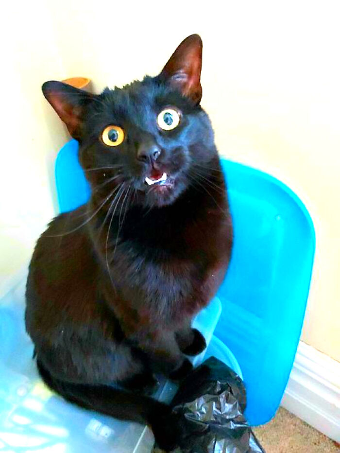 We Were Having A Disagreement About Opening The Window And I Said No, It's Too Cold And He Just Meowed At Me - It's As Mad As He'll Ever Get.