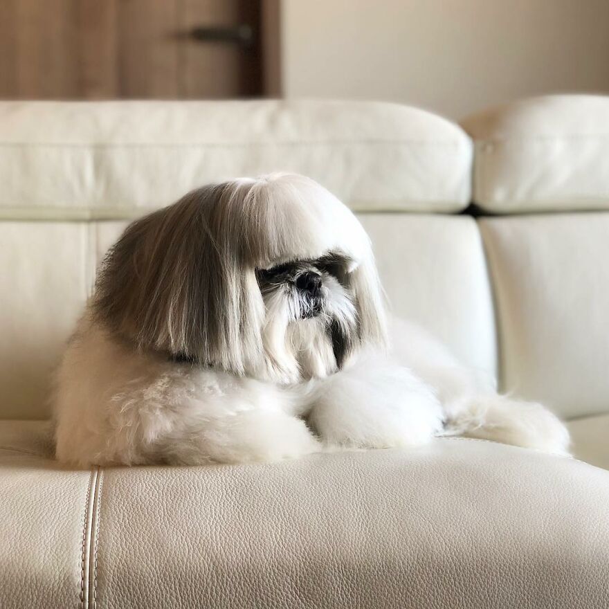 Small dog with a stylish haircut, resembling a pop star, lounging on a white leather couch indoors.