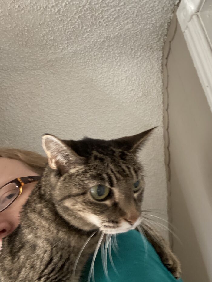 My Cat Gracie;rest In Peace!you Are The Goodest Girl.