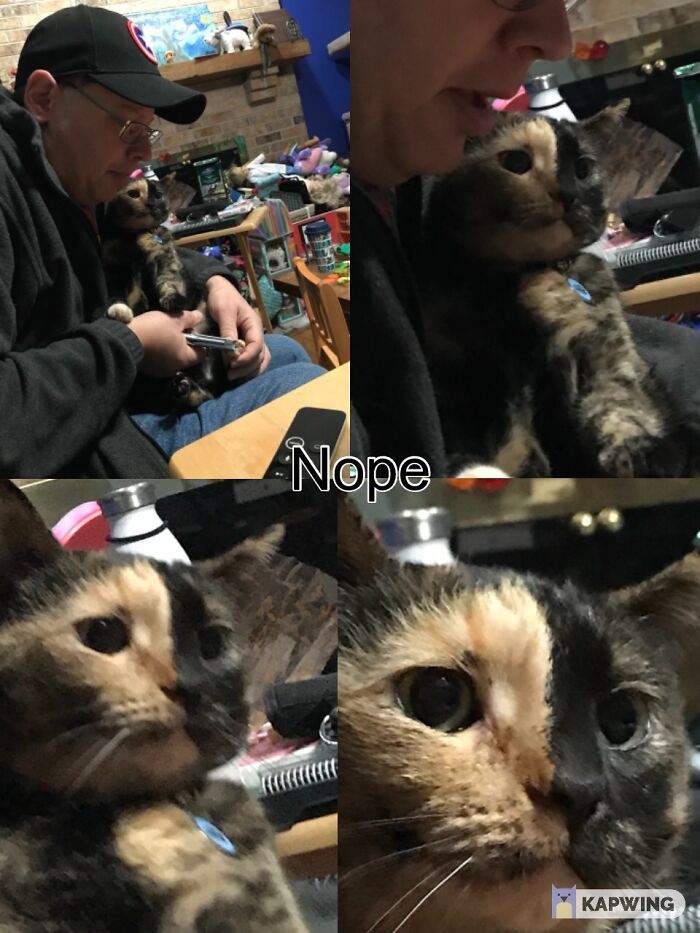 One Cats’s Claws Being Clipped