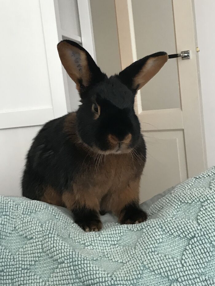 He Wasn’t Pleased When I Didn’t Offer Him A Bite Of My Biscuit...